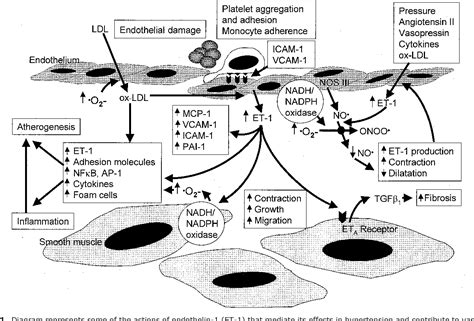 Figure 1 From Role Of Endothelin 1 In Hypertension And Vascular Disease Semantic Scholar