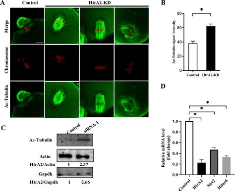 Hyperacetylation of α tubulin in HtrA2 KD oocytes A Metaphase II