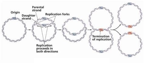 Dna Replication In Prokaryotes Microbiology Notes