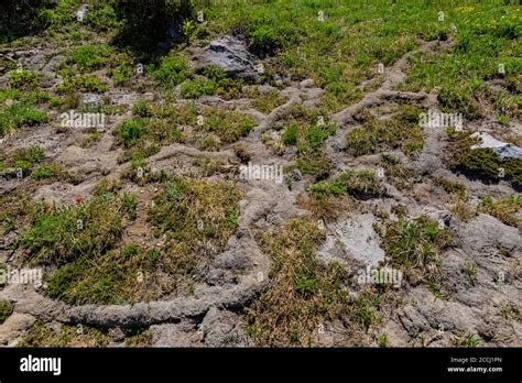 Northern Pocket Gopher Thomomys Talpoides Evidence Excavated Soild