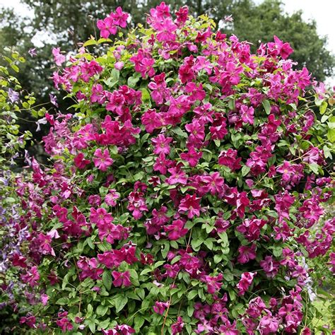 Buy Clematis Group 3 Syn Clematis Viticella Abundance Clematis