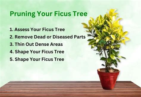 5 Secret Tips for Pruning Your Ficus Tree - Ficus Pedia