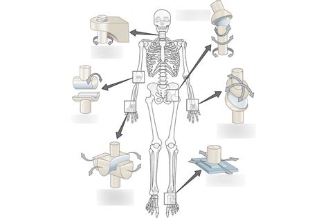 Types Of Synovial Joints Label Diagram Quizlet