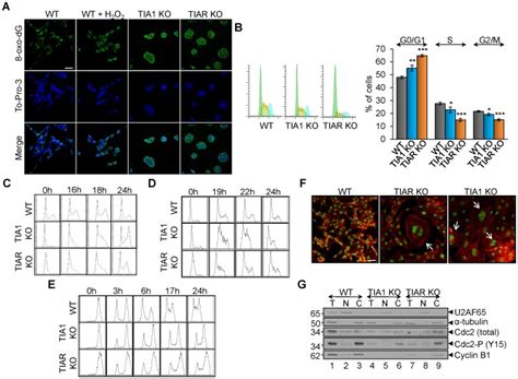 A Visualization Of Genomic Dna Oxidized In Wild Type Wt Tia1 Ko