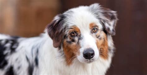 Top 10 Herding Dog Breeds - DogExpress