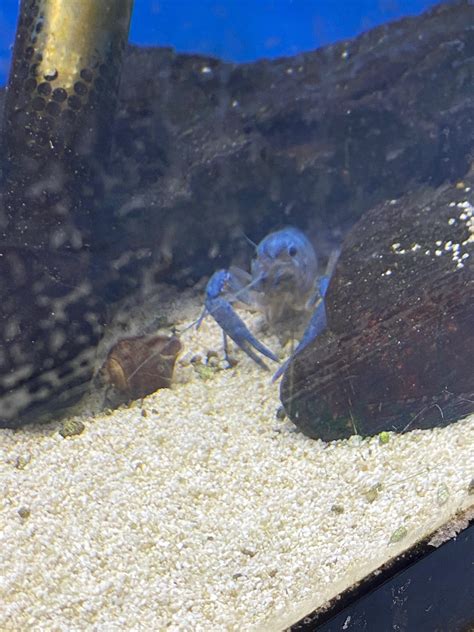 Advice on what types of guppies can be breeded together without