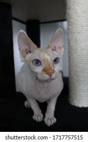 Naked Sphynx Cats Beautiful Eyes Stock Photo 1717757515 Shutterstock