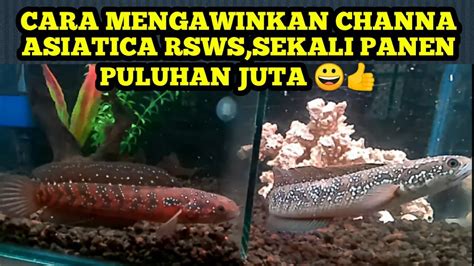 Cara Mengawinkan Ikan Channa Asiatica Rsws Dgn Indukan Yg Berkualitas