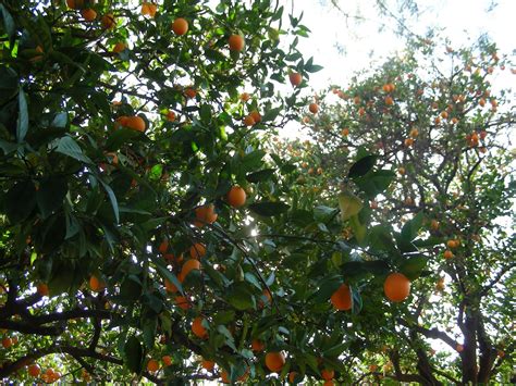 Honesty Leads To Funniness Tea Under An Orange Tree In January Arizona