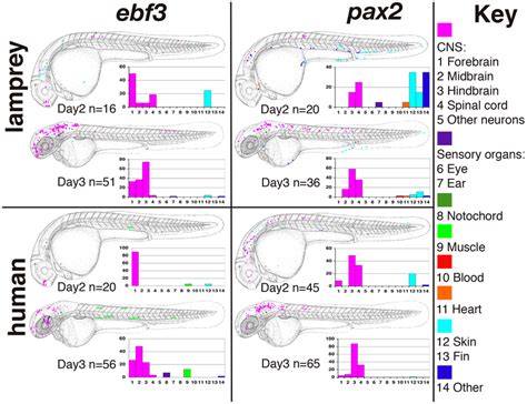 Schematic Representations Of Gfp Expression Patterns Driven By Core