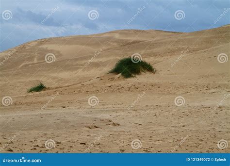 A Grama Na Areia Nas Dunas Encalha Foto De Stock Imagem De Colorido