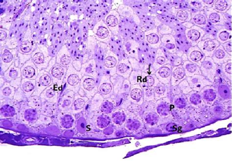 A Photomicrograph Of A Semithin Section Of A Rat Testis From The