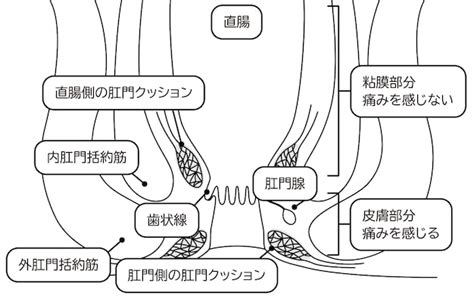 Área Do Reto E Do ânus Do Corpo Humano Ilustrações De Secção