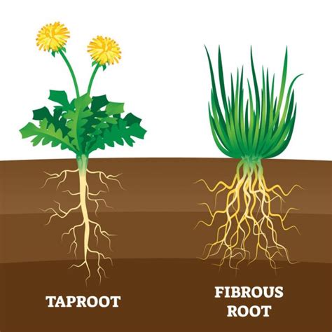 73 Fibrous root Vector Images | Depositphotos