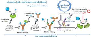 Anticorps Monoclonal D Finition Et Explications