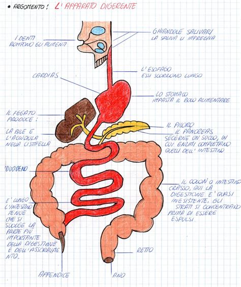 Science For Passion L Apparato Digerente