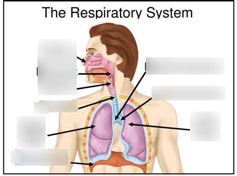 Respiratory System Diagram Quizlet