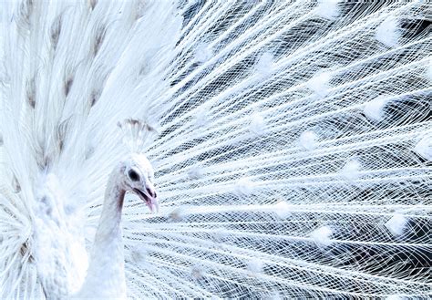 Premium Photo | White peacock opening feathers the most beautiful white ...