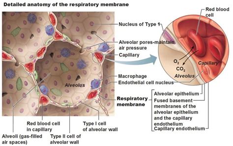 Detailed Anatomy Of The Respiratory Membrane Type 1 Type 2 Cells