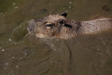 Capybara Ou Capibara Cabiaï Grand Cochon Deau Hydrocho Flickr