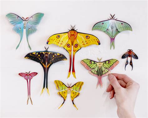 Paper Isis Moon Moth Moth And Myth