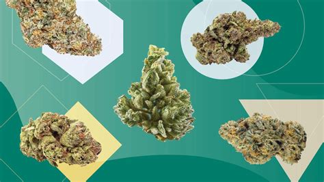 2024's strongest THC indica, sativa, and hybrid weed strains | Leafly