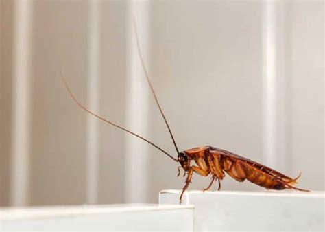 6 Legged Insects (ID Guide) 12 Examples, Photos » The Buginator