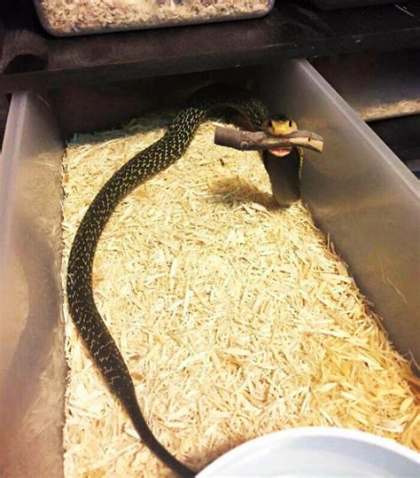 Cute Snakes | Animals