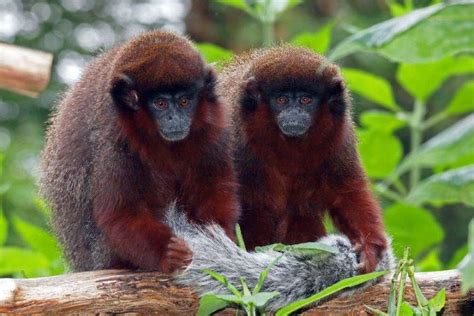 Monkeys Of The Amazon Rainforest | SA Vacations