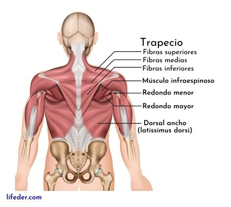 Músculos del hombro descripción y funciones anteriores y posteriores