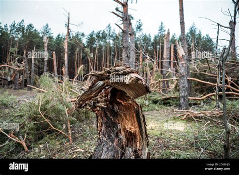 Tornado Storm Damage Fallen Pine Trees In Forest After Storm Uprooted Trees Fallen Down In