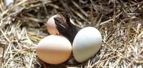 How to Breed Bantam Colored Egg Layer Chickens - Silver Homestead