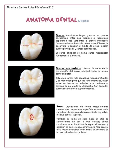 Anatomía Dental Glosario Pdf Diente Ramas De Odontología