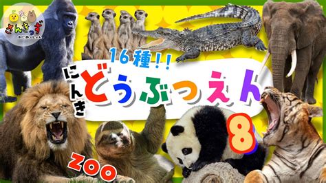 【子供向け どうぶつアニメ】動物園に行こう！part8どうぶつえんで人気の16種類の動物大集合！ライオン ワニ パンダの赤ちゃん｜赤ちゃんが