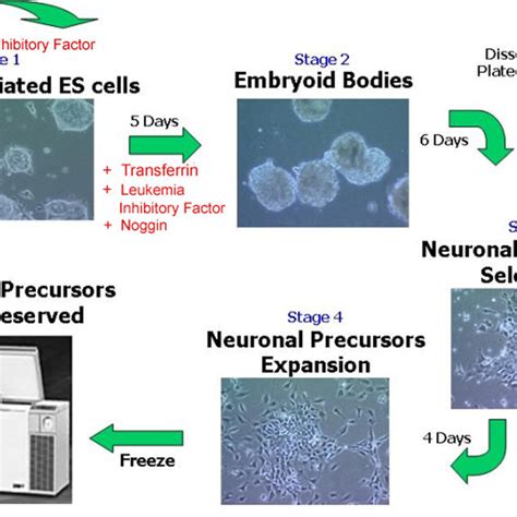 Illustration Of The Derivation Of Mouse Es Cell Derived Neuron