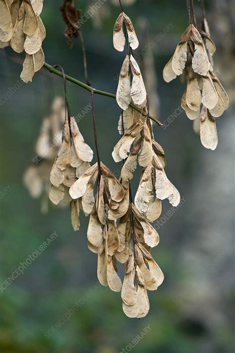 Box Elder Acer Negundo Seeds Stock Image C021 7985 Science Photo Library