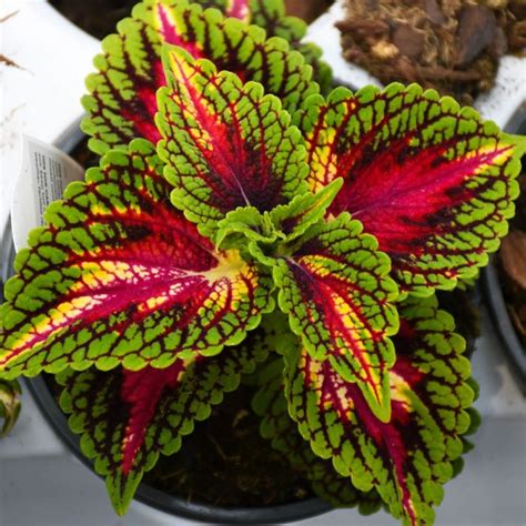 Coleus Main Street La Rambla Gertens Garden Center