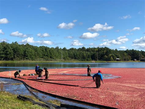 It's Cranberry Harvest Season! | admakepeace.com