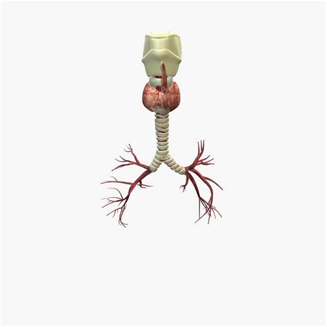 Lungs Anatomy 3D Model $10 - .obj .fbx .c4d .3ds - Free3D