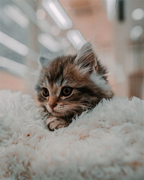 Cute Kitties Wallpapers - 4k, HD Backgrounds on WallpaperBat