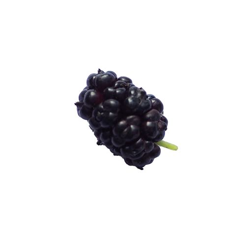 Isolated Fresh Black Mulberry 22612994 Png