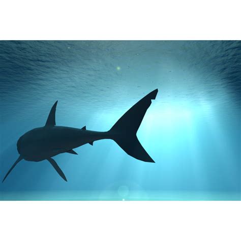 Highland Dunes Shark Underwater Uk