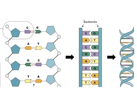 Structure Of Dna Diagram Labeled