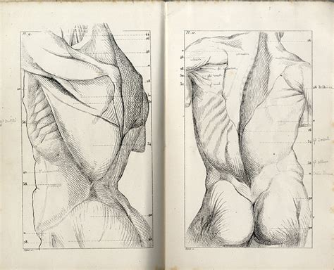 Research Of Artistic Anatomy Auguste P Qu Gnot Anatomie Descriptive