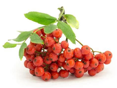 5 Amazing Benefits of Rowan Berries | Organic Facts