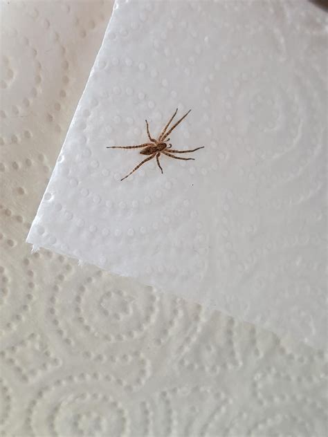 tennessee spider identification : r/spiders