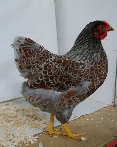 Wyandotte For Sale Chickens Breed Information Omlet