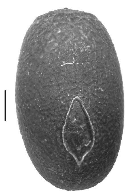 Dryococelus australis (Montrouzier, 1855): egg, dorsal view (BMNH). | Download Scientific Diagram