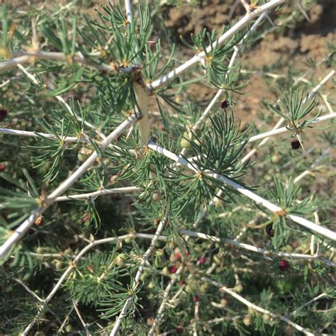 Спаржа белая (Asparagus albus) - PictureThis