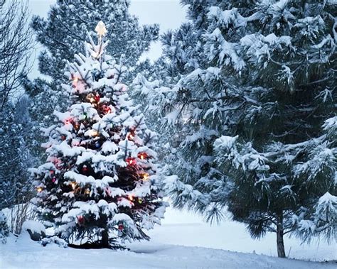 Amazon Aofoto X Ft Snow Covered Christmas Tree Graphy Backgrounds